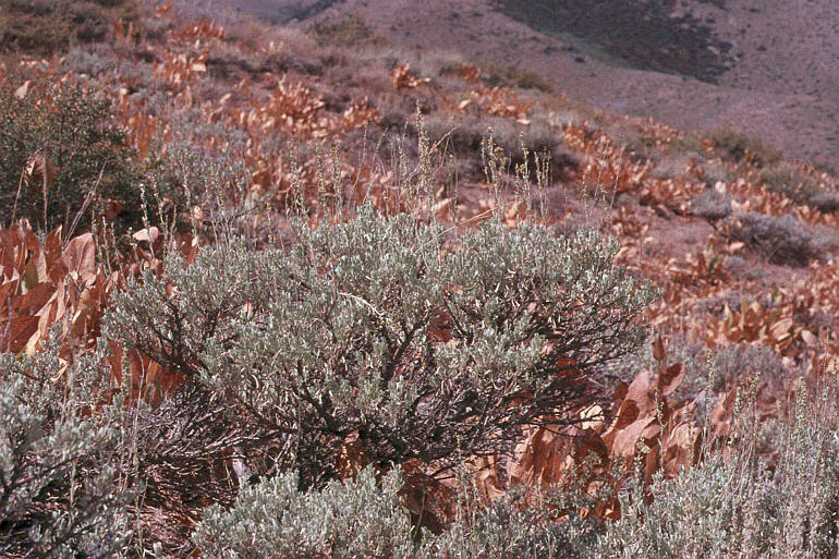 Image of mountain big sagebrush