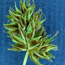 Imagem de Carex hoodii Boott