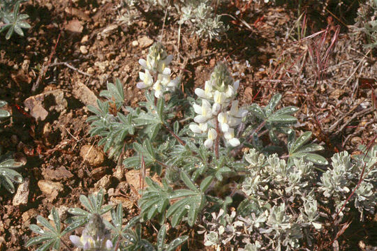 Lupinus malacophyllus Greene resmi