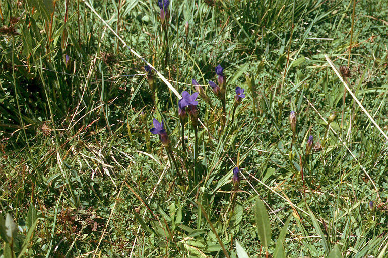 Image of One-Flower Fringed-Gentian