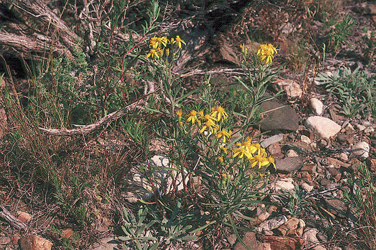 Image of broom-like ragwort