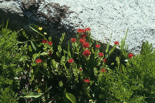 Image of ledge stonecrop