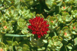 Image of ledge stonecrop