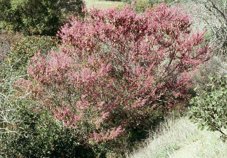 Слика од Cercis occidentalis A. Gray