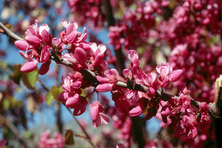 Слика од Cercis occidentalis A. Gray