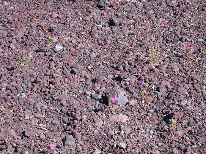 Image of <i>Mimulus cusickii</i>