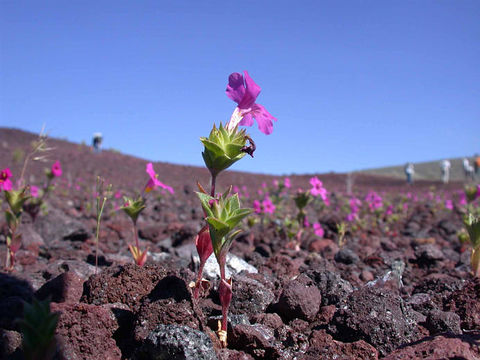 Plancia ëd <i>Mimulus cusickii</i>