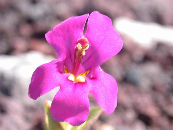 Image of <i>Mimulus cusickii</i>