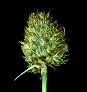 Image of native sedge