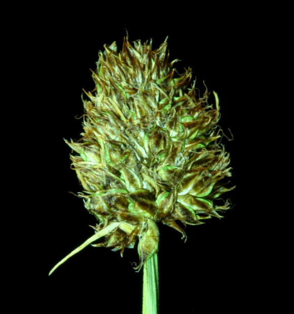 Image of native sedge