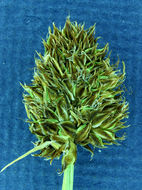 Image of native sedge