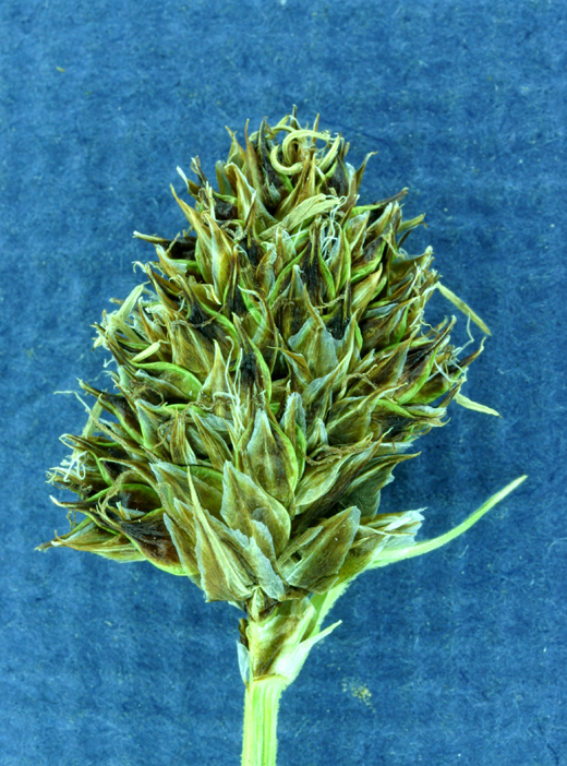 Image of native sedge