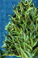 Image of native sedge