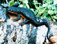 Image of Rough-skinned Newt