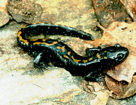 Image of long-toed salamander