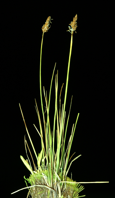 Carex subnigricans Stacey resmi