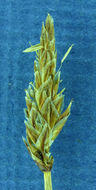 Image of nearlyblack sedge