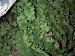 Adiantum capillus-veneris L. resmi