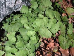 Imagem de Adiantum capillus-veneris L.