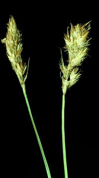 Image of Presl's Sedge