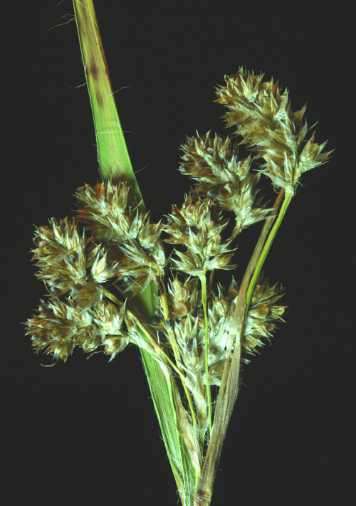 Image of Donner Wood-Rush