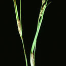Image of <i>Carex lenticularis</i> var. <i>lipocarpa</i>