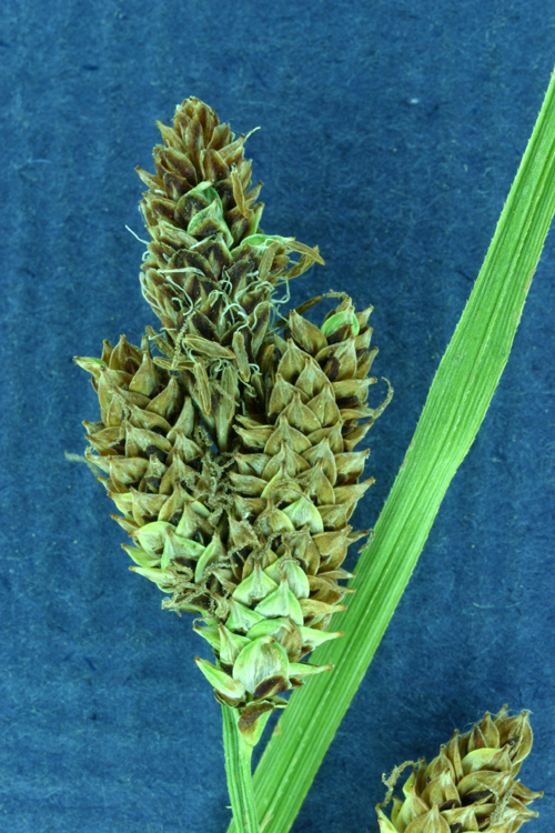 Image of <i>Carex lenticularis</i> var. <i>lipocarpa</i>