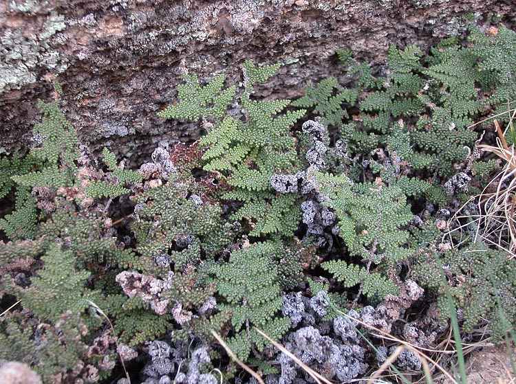 Image of <i>Cheilanthes covillei</i>