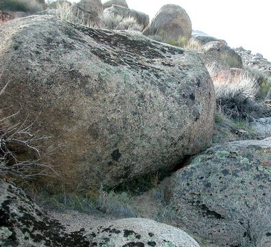 Image of <i>Cheilanthes covillei</i>