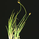 صورة Carex straminiformis L. H. Bailey