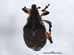 Image of Minute Seed Weevils