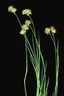 Image of Green-Head Rush