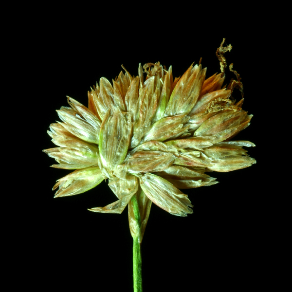 Image of Green-Head Rush