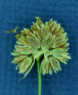 Image of Green-Head Rush