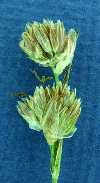 Image of Green-Head Rush