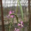 Image of Kern Canyon clarkia