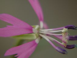 Image of Kern Canyon clarkia