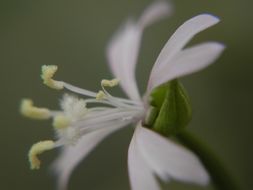 Image de Clarkia xantiana subsp. parviflora (Eastwood) H. Lewis & P. H. Raven