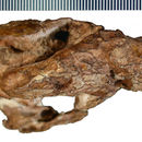 Слика од <i>Kayentatherium wellesi</i>