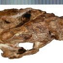 <i>Kayentatherium wellesi</i> resmi