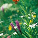 Imagem de Lilium carniolicum Bernh. ex W. D. J. Koch