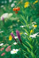 Lilium carniolicum Bernh. ex W. D. J. Koch resmi