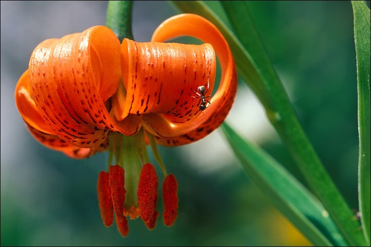 Image of Lilium carniolicum Bernh. ex W. D. J. Koch