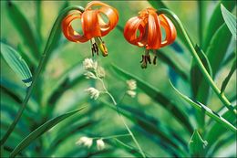 Lilium carniolicum Bernh. ex W. D. J. Koch resmi