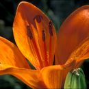 Lilium bulbiferum L. resmi