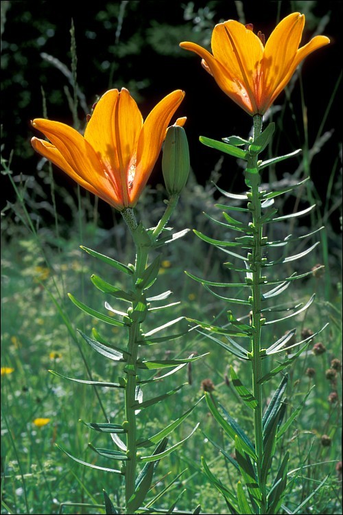 Image of Lilium bulbiferum L.