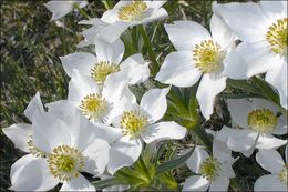 Imagem de Anemonastrum narcissiflorum (L.) Holub