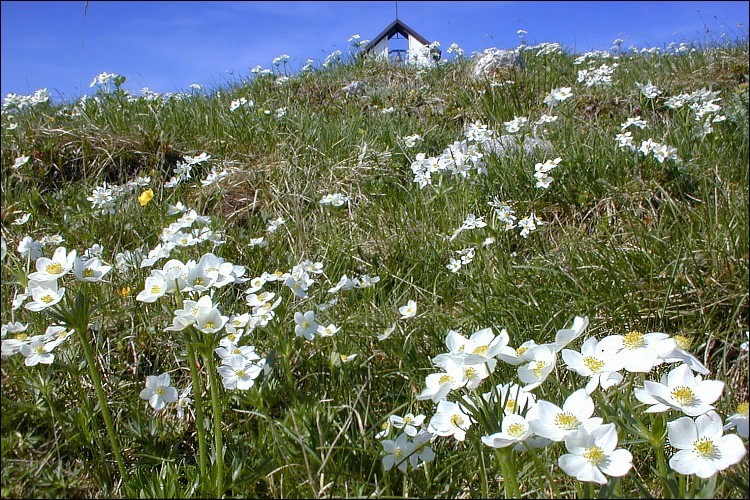 Imagem de Anemonastrum narcissiflorum (L.) Holub