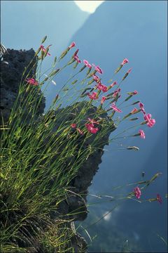 Image of woodland pink