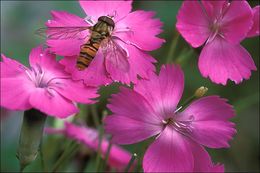 Image of woodland pink